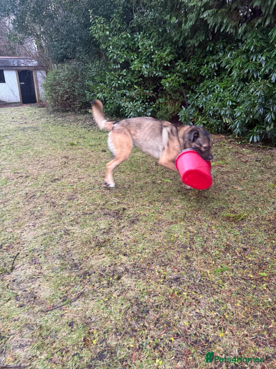 Mixed Breed dogs for sale: 4 year old Caucasian Shepherd dog - Advert 2