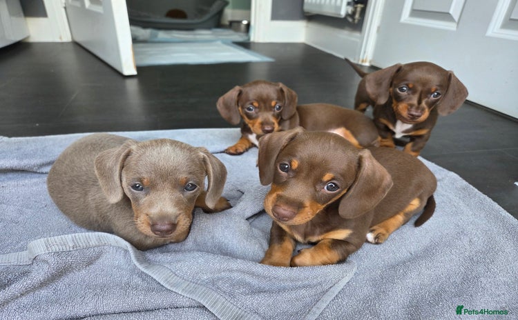 Miniature Dachshund dogs - Advert 6