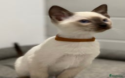 Siamese cats for sale: GCCF Registered Traditional Siamese Kittens  - Image 25