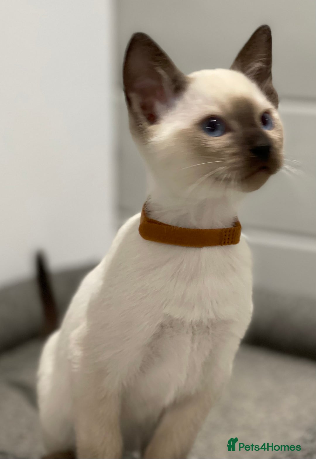 Siamese cats for sale: GCCF Registered Traditional Siamese Kittens  - Image 25