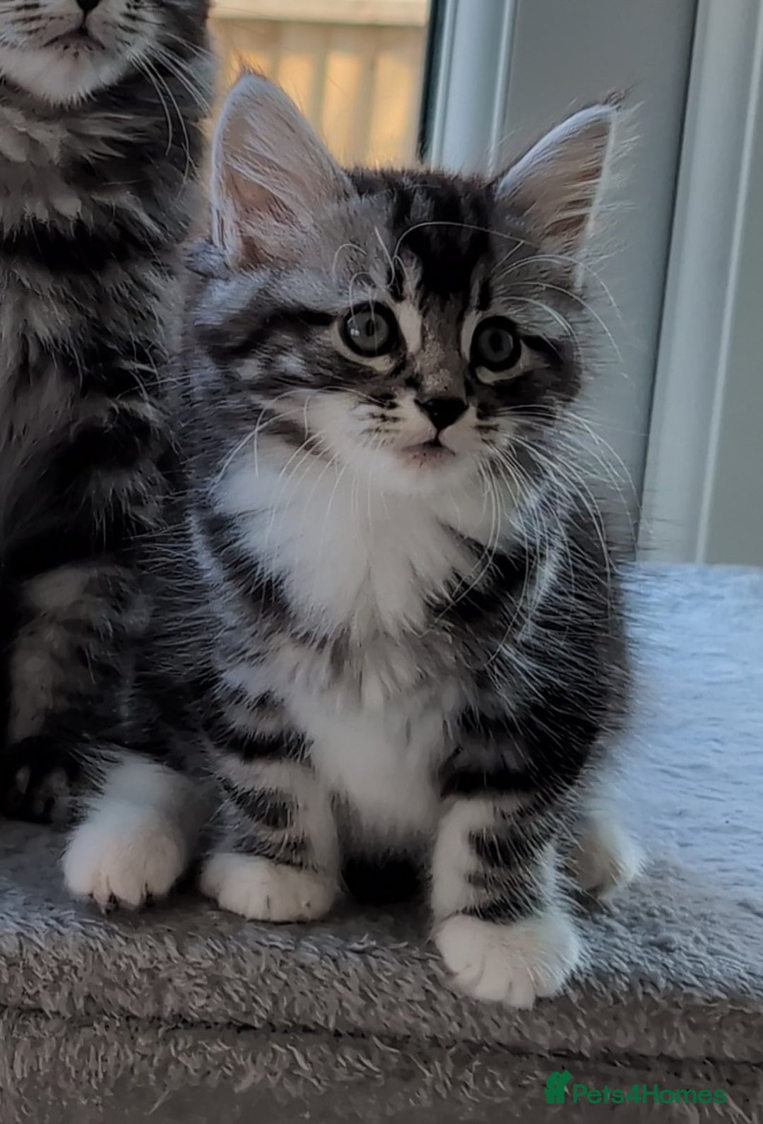 Domestic Shorthair cats for sale: Beautiful girl ready to leave! - Image 4