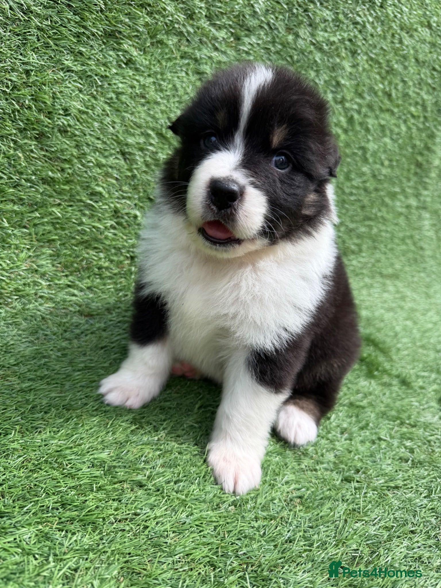 Australian Shepherd dogs Australian Shepherd Puppies  - Advert 1