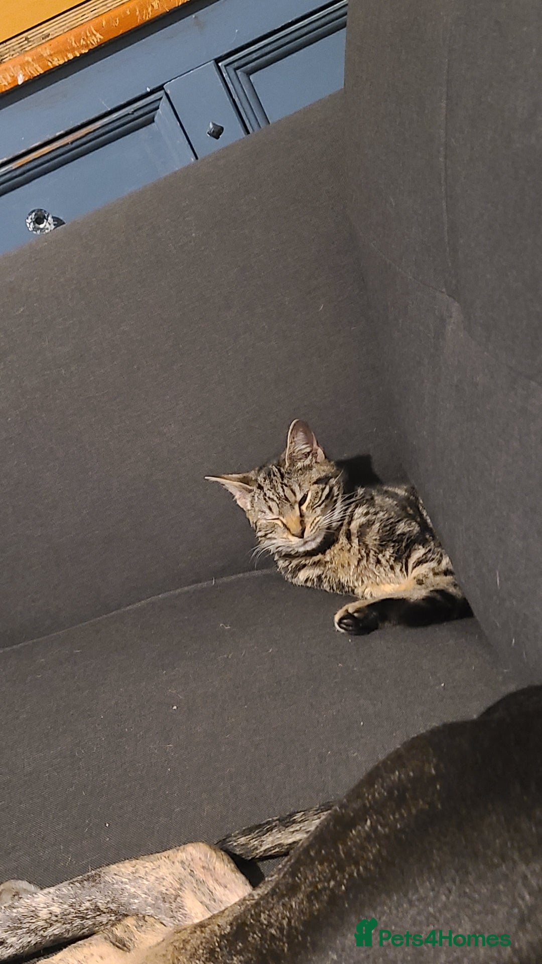 Bengal cats for sale: Bengal cross kitten - Advert 4