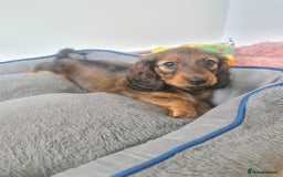 Dachshund dogs for sale: Last one beautiful long-haired dachshunds girl 😍 - Image 38