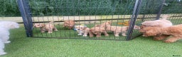 Cockapoo dogs for stud: KC Toy poodle stud - fully health tested  - Advert 6