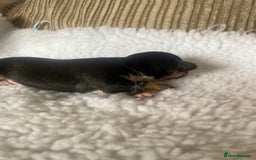 Mixed Breed dogs for sale: Tiny chiweenie puppy’s  - Image 10