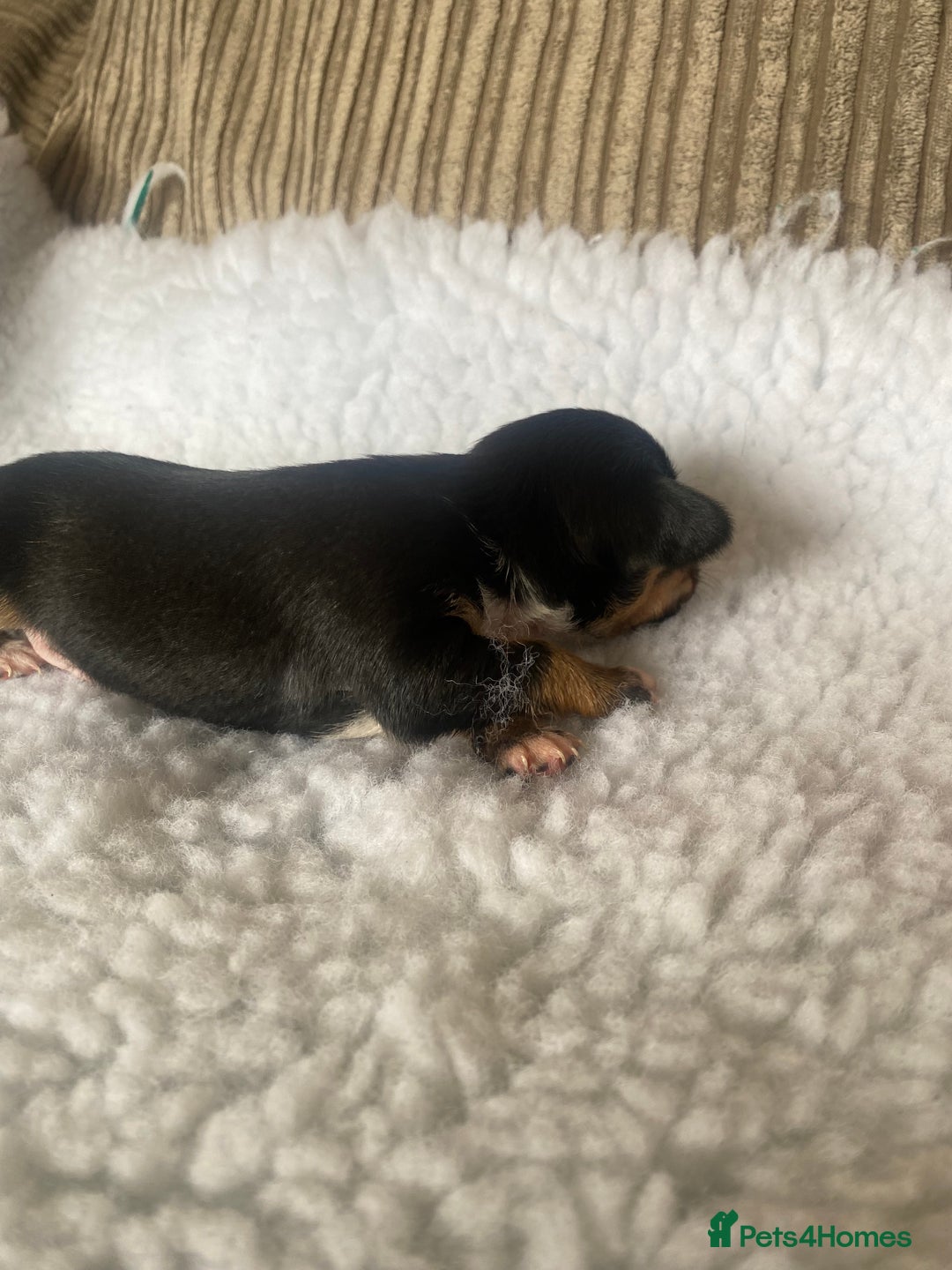 Mixed Breed dogs for sale: Tiny chiweenie puppy’s  - Image 10