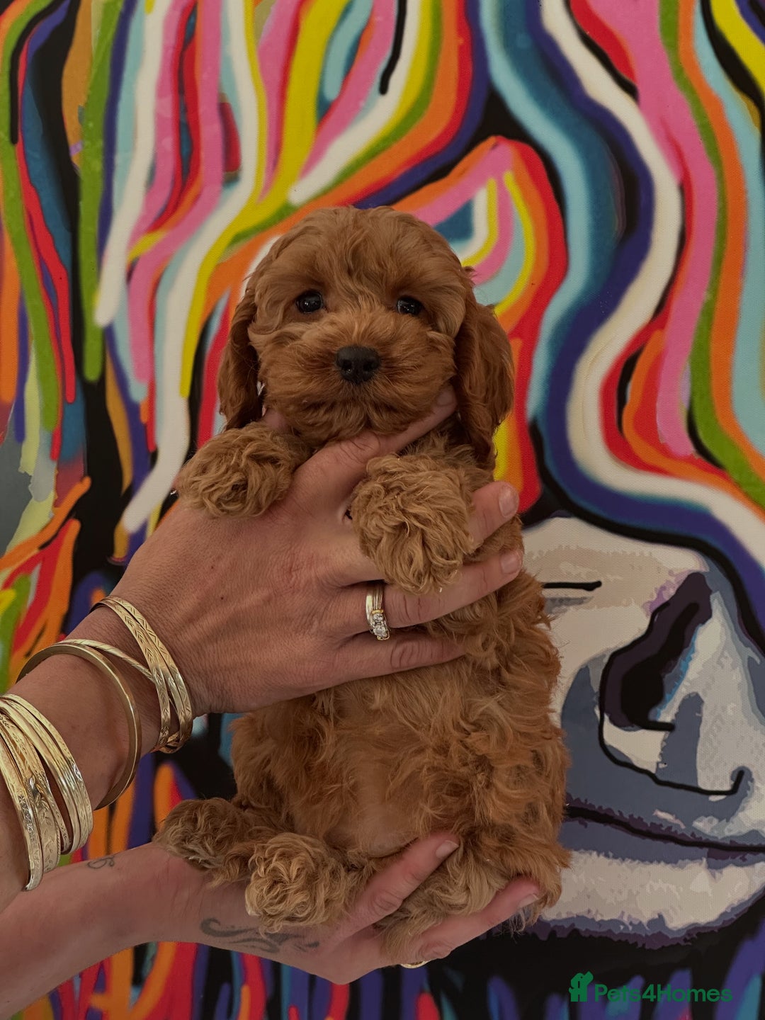 Cockapoo dogs for sale: Cockapoo babies  - Image 1