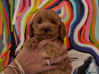Cockapoo dogs - Advert 29