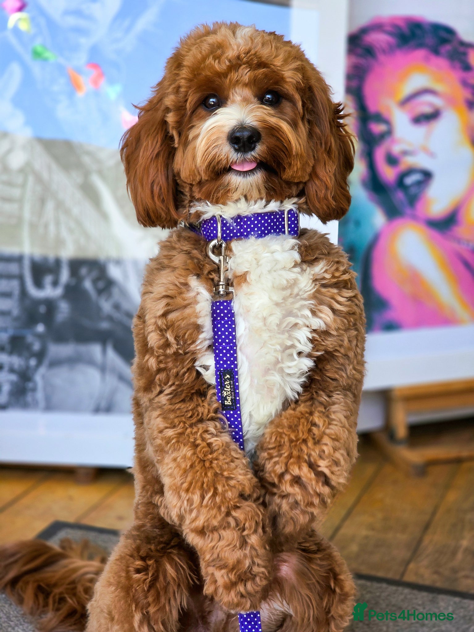 Cavapoo dogs for stud: Cavapoo avaiable for stud - Advert 4