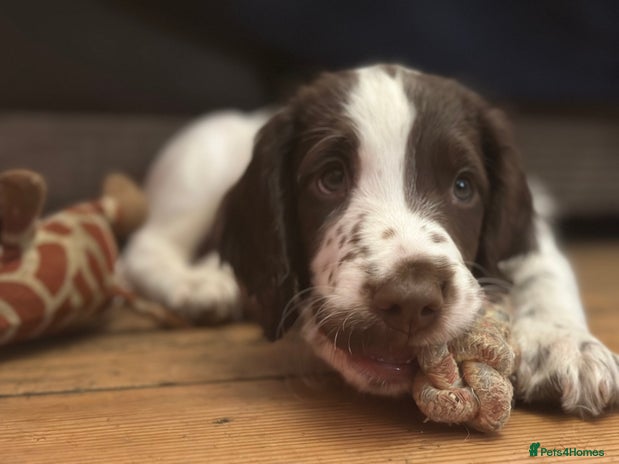 English Springer Spaniel dogs - Advert 1