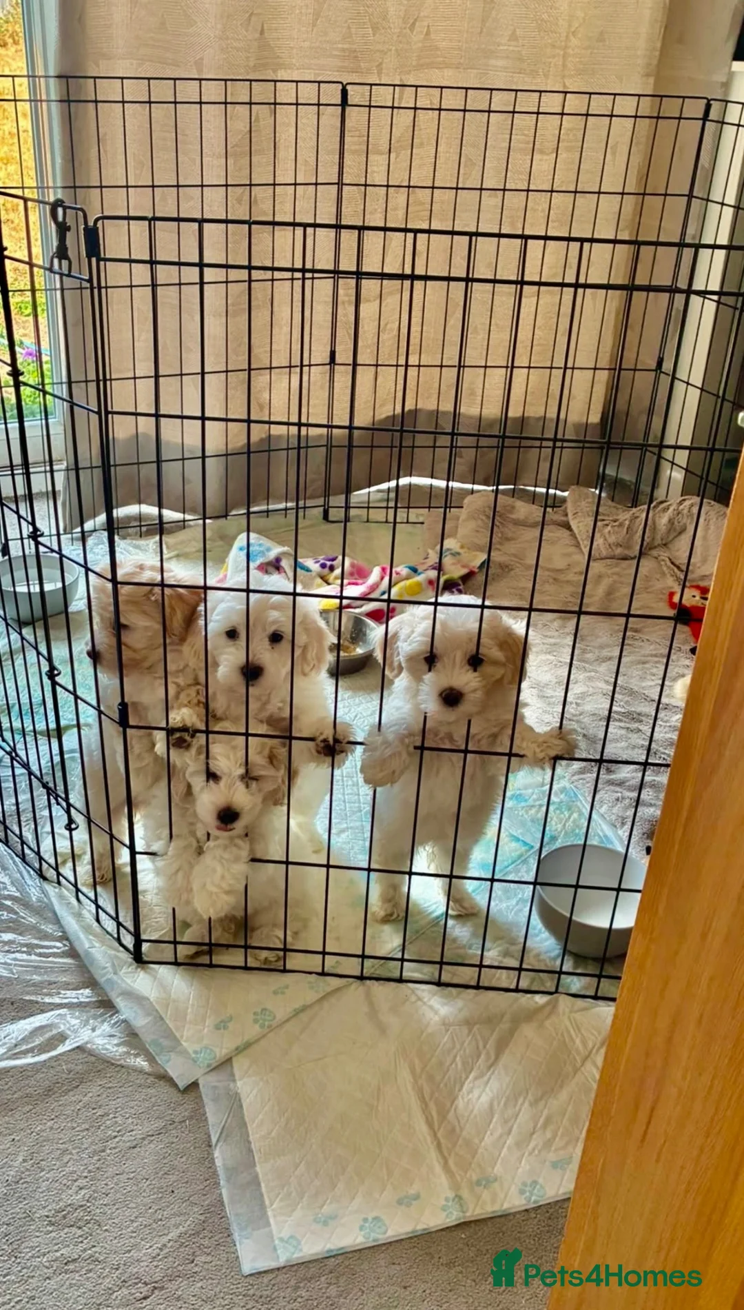 Maltipoo dogs for sale: Gorgeous Maltipoo pups  in Chelmsford - Advert 6