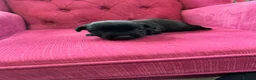 Patterjack dogs for sale: Patterjack  - Advert 6