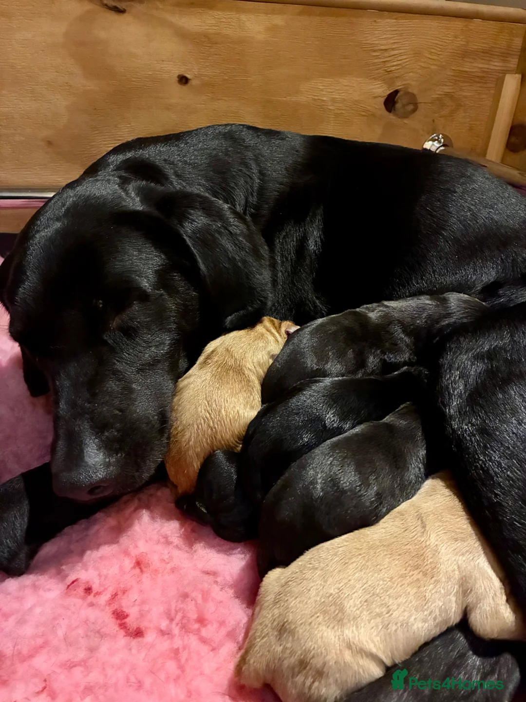 Labrador Retriever dogs for sale: Beautiful KC Registered Labrador Puppies - Advert 7