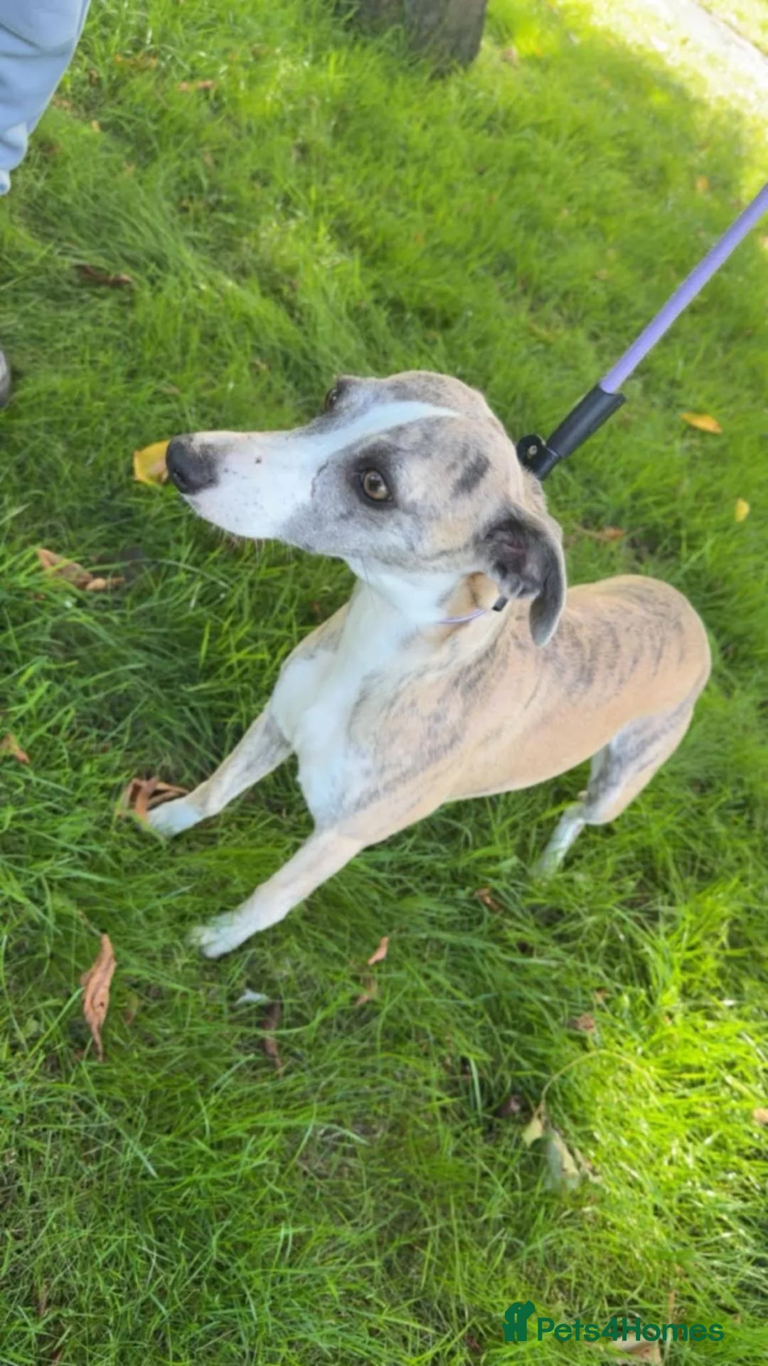Whippet dogs for sale: Whippet girl  - Advert 3