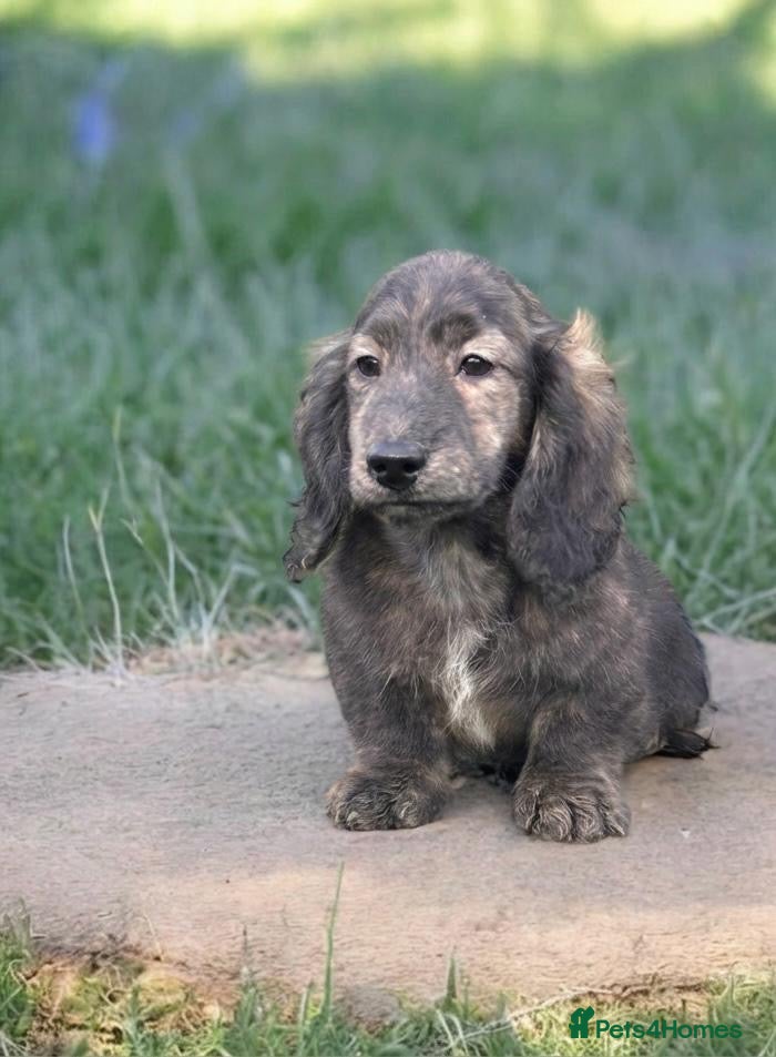 Miniature Dachshund dogs Miniature long haired brindle male - Advert 8