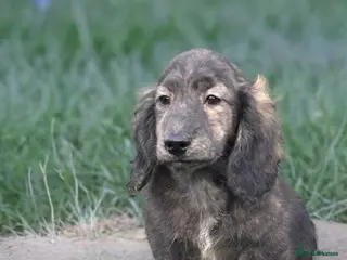 Miniature Dachshund dogs Miniature long haired brindle male - Advert 8