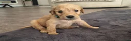 Mixed Breed dogs for sale: Beautiful Strong healthy puppy’s  - Advert 14