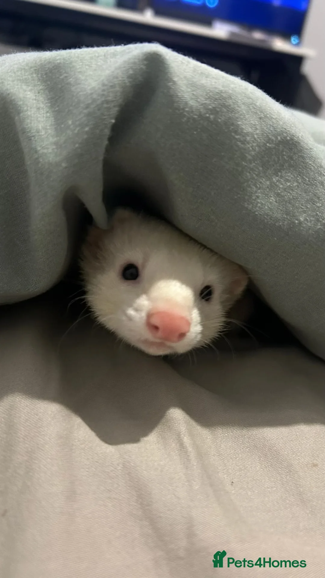 Ferret rodents for sale: Male Ferret  - Advert 4