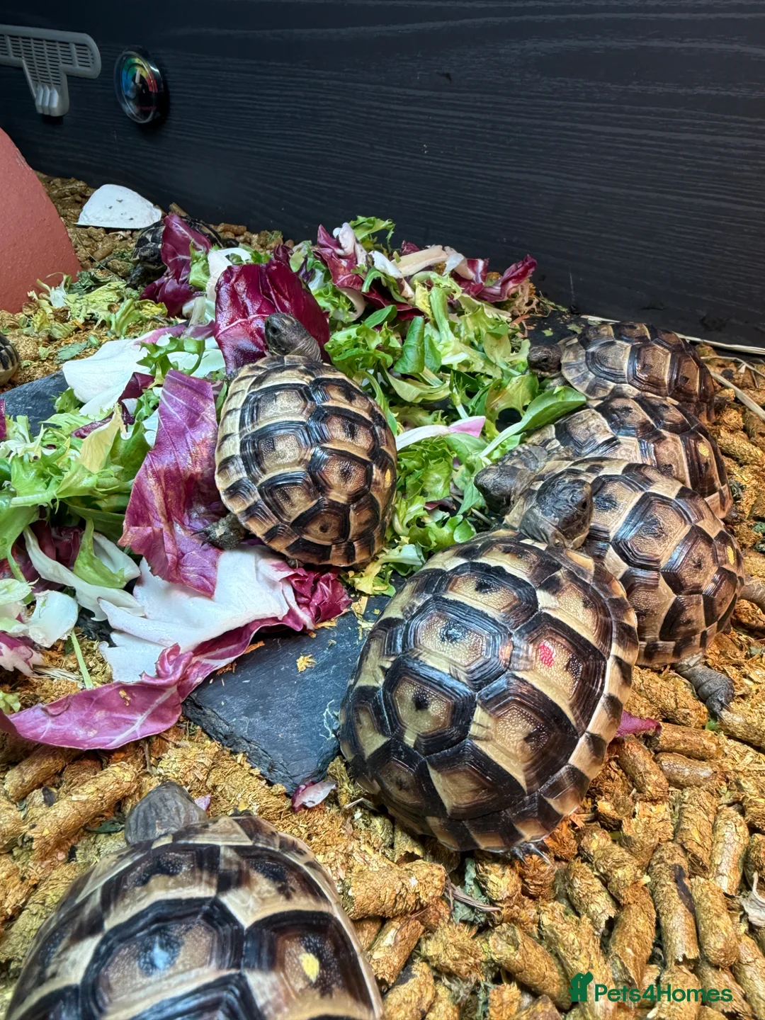 Tortoise reptiles for sale: Spur Thighed Tortoises - Advert 2