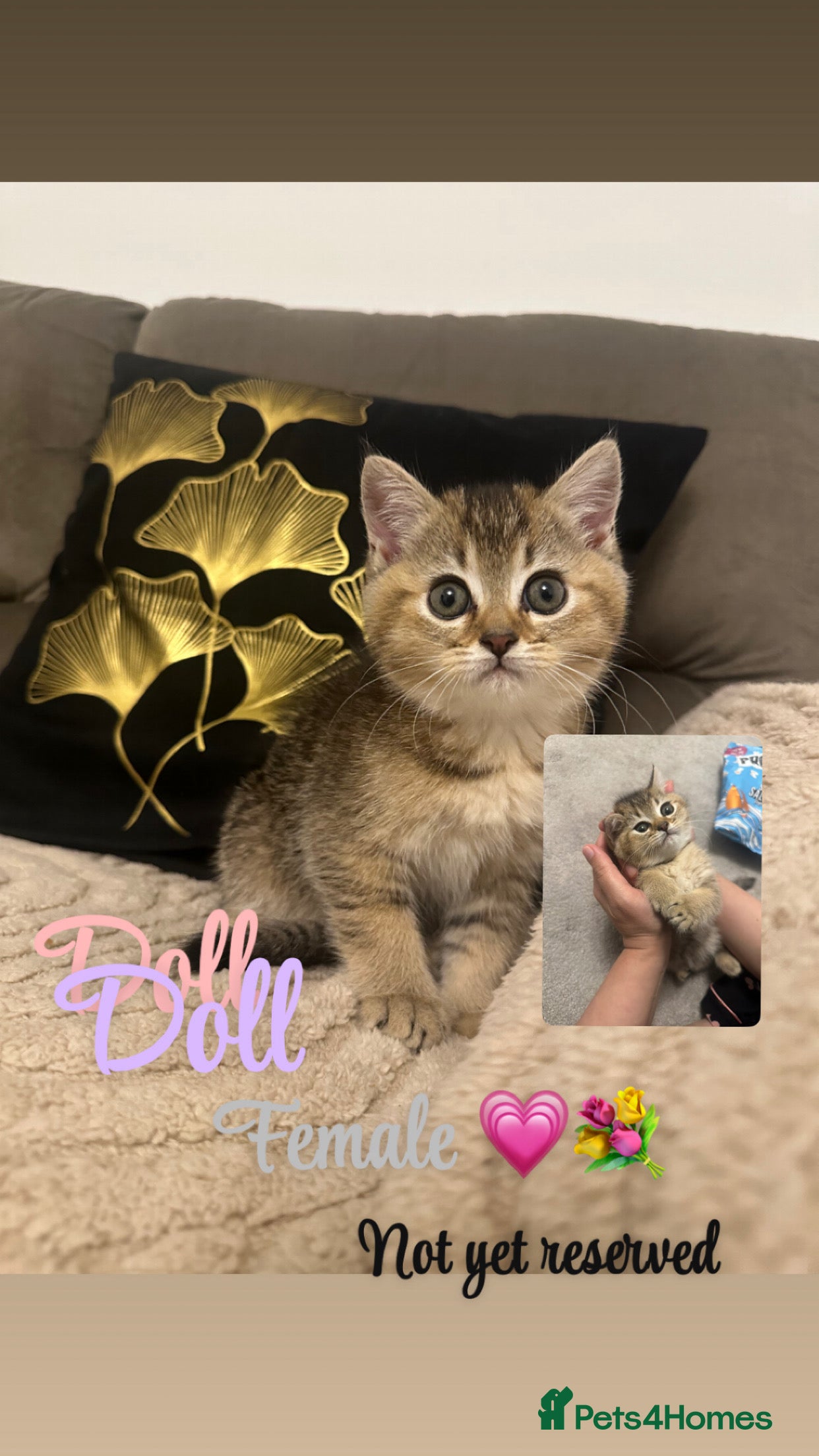 British Shorthair cats Golden tipped British shorthairs  - Advert 1