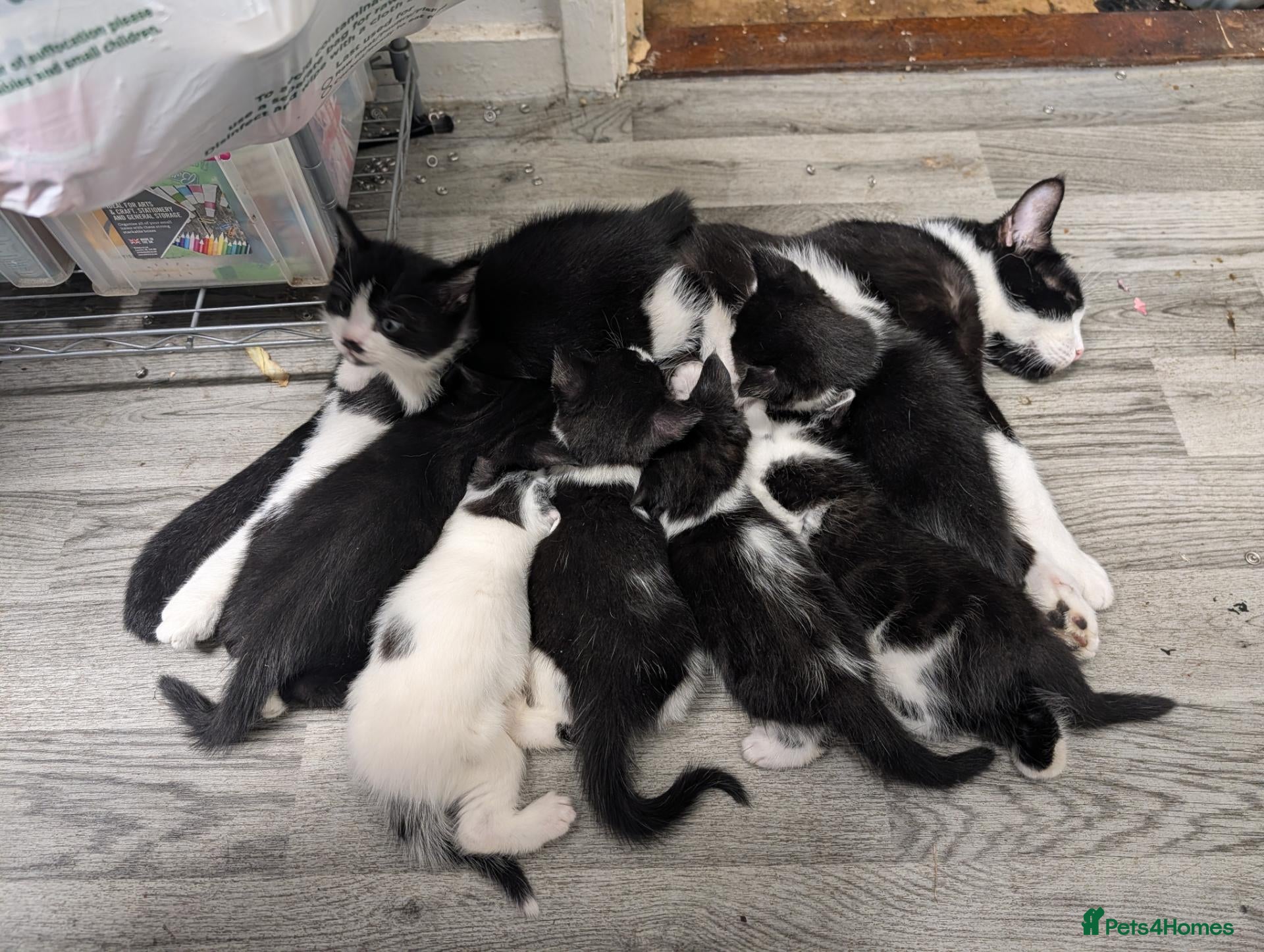 Mixed Breed cats 7 adorable kittens for sale £80-£100  - Advert 1