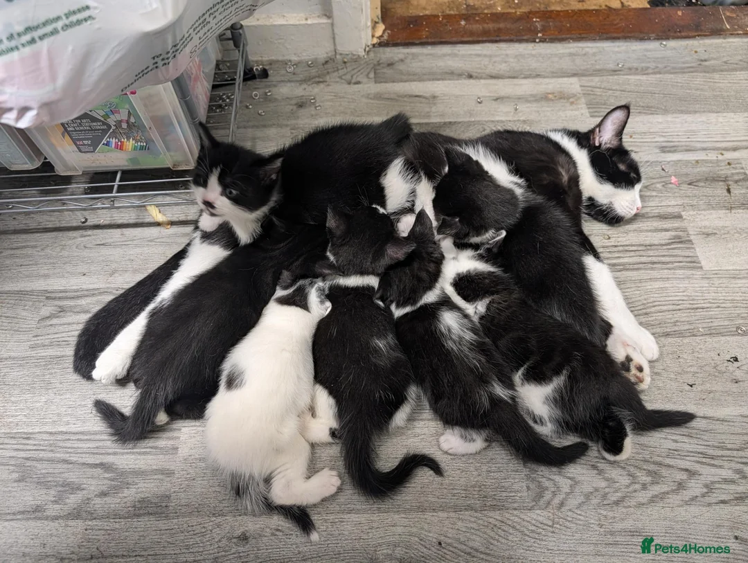 Mixed Breed cats for sale: 7 adorable kittens for sale £80-£100  - Advert 1