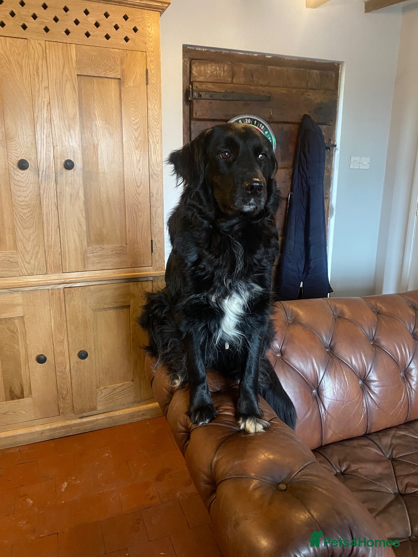 Mixed Breed dogs Beautiful retriever cross collies - Advert 1