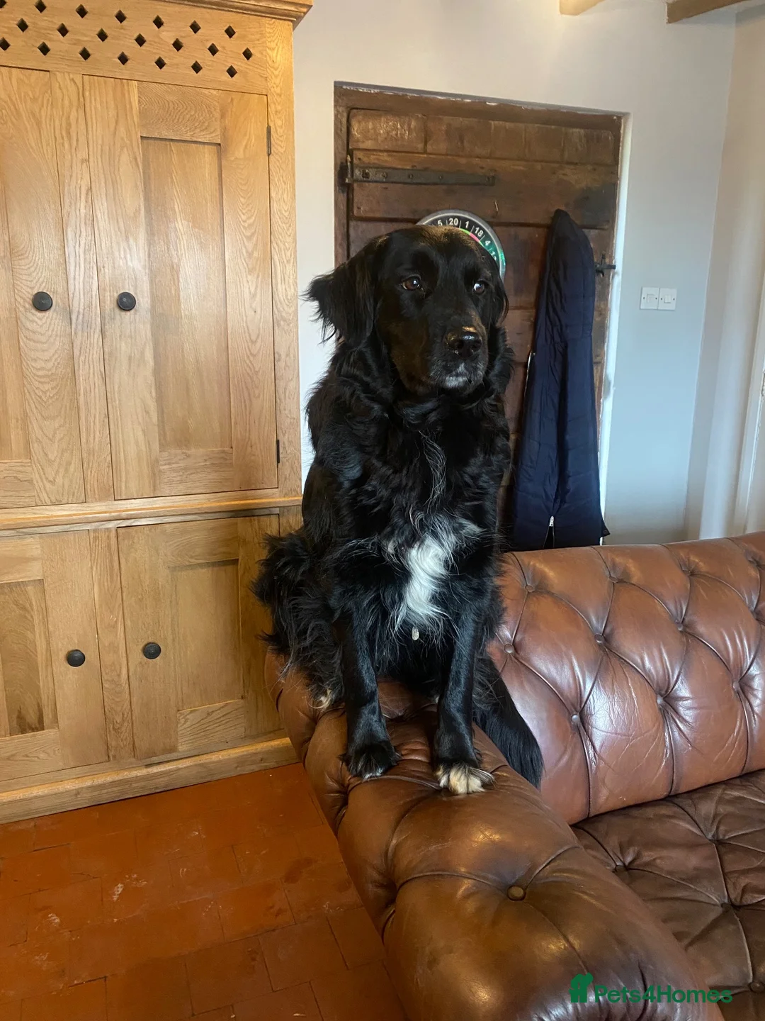 Mixed Breed dogs for sale: Beautiful retriever cross collies in Shrewsbury - Advert 1