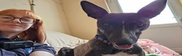 Lurcher dogs for adoption: Splash - Advert 4