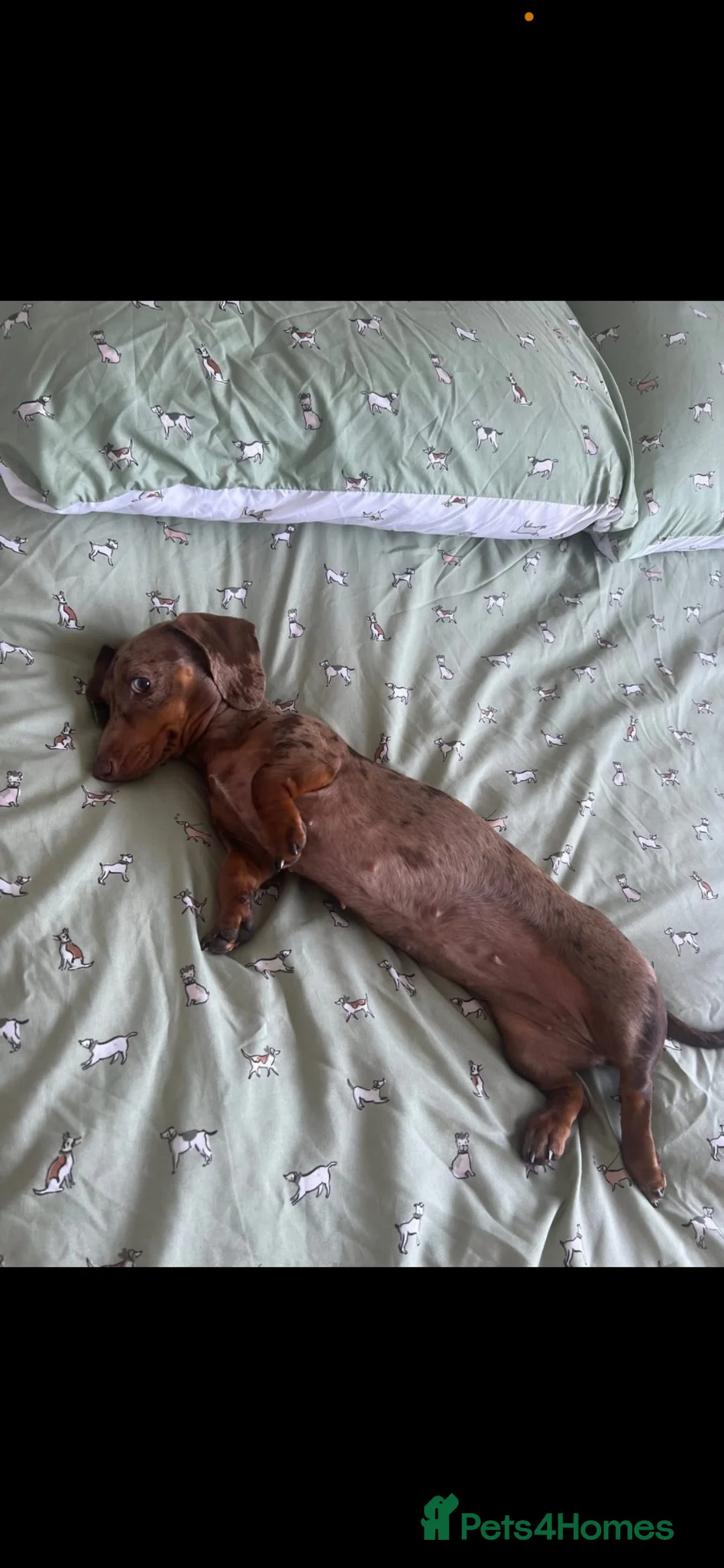 Miniature Dachshund dogs for sale: Female miniature daschund for Rehome - Advert 2
