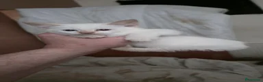 Domestic Shorthair 1