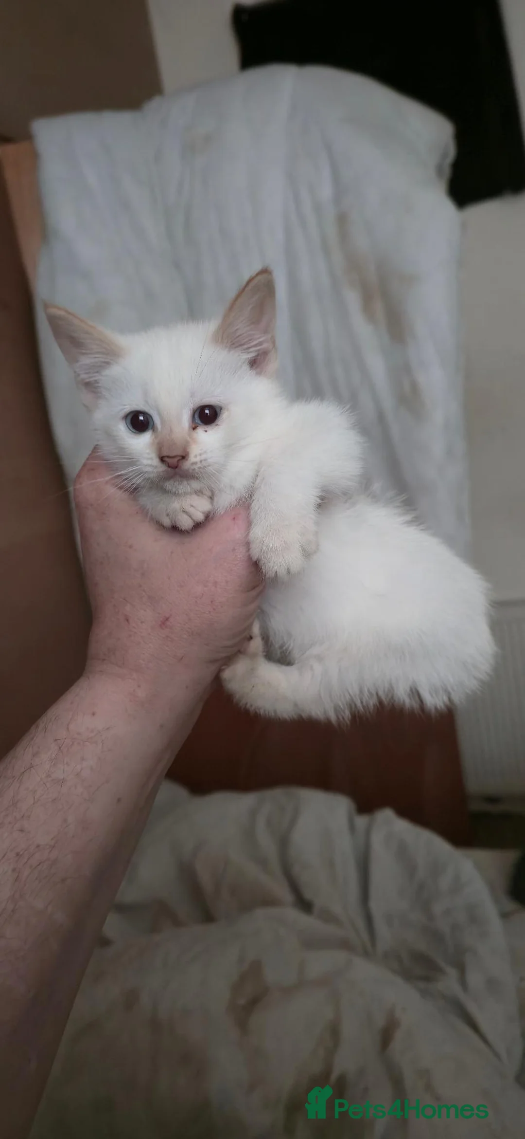 Domestic Shorthair cats for sale: last 3 kittens ready for 27/09/26 - Advert 4
