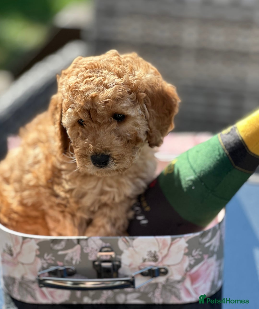 Cockapoo dogs for sale: Mini Cockapoo Puppies Kent - Image 23