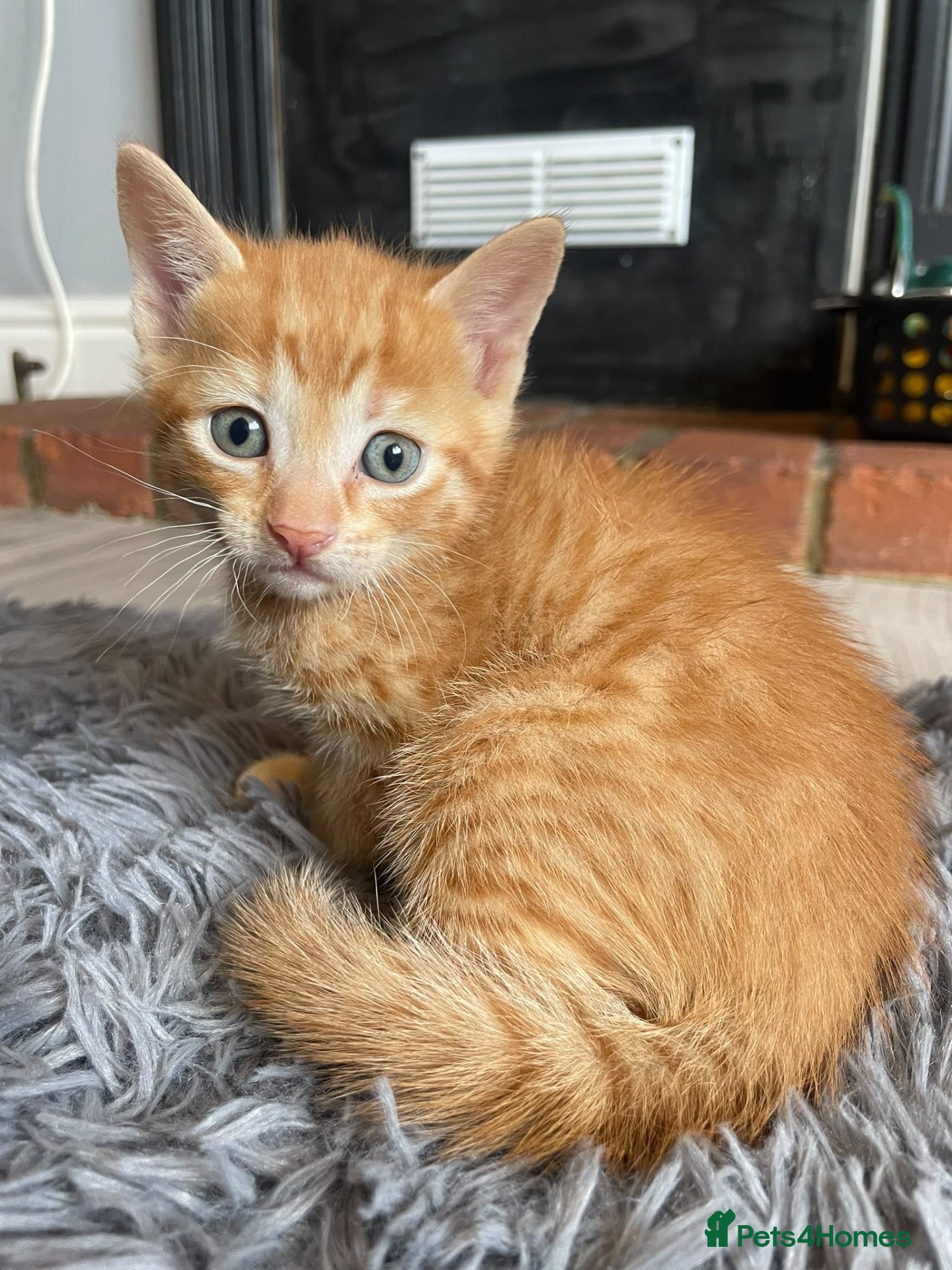 Mixed Breed cats 3 kittens  - Advert 18