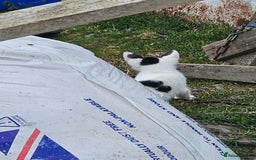 Domestic Shorthair cats for sale: 2 Black and White male kittens  - Image 10