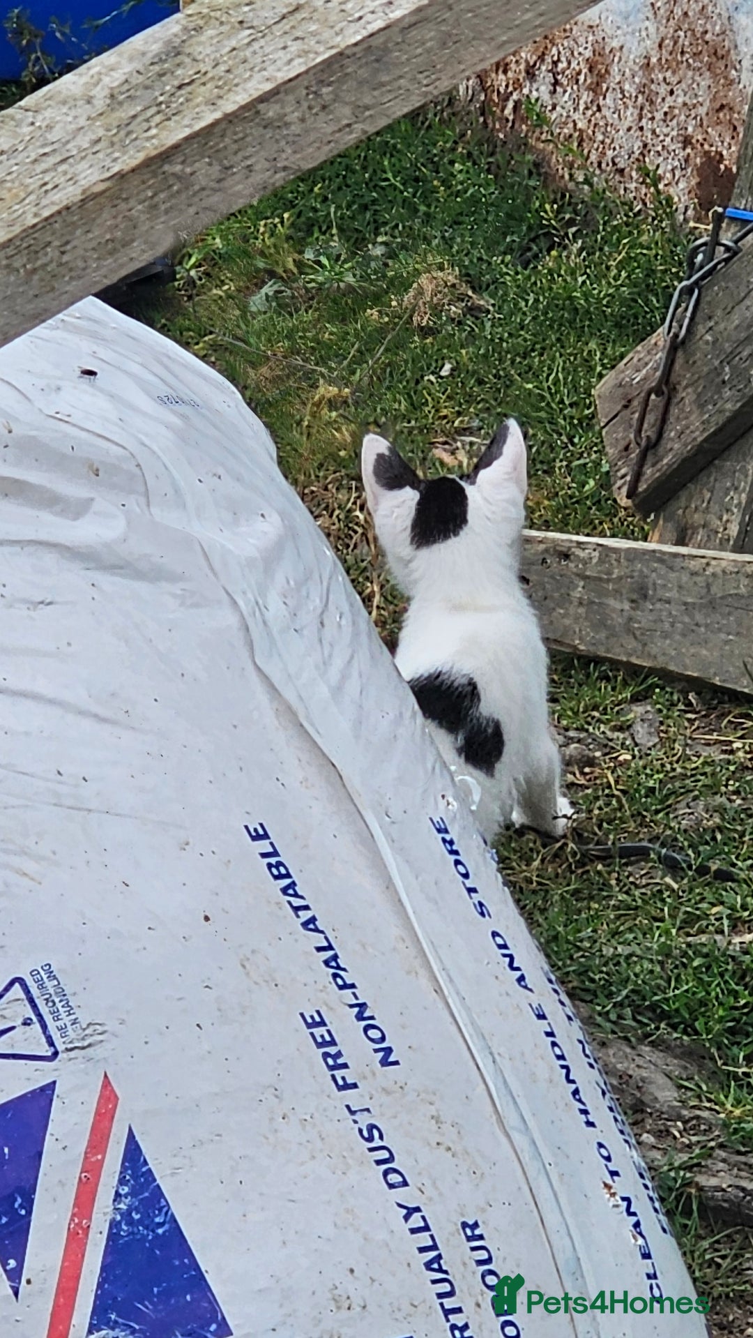 Domestic Shorthair cats for sale: 2 Black and White male kittens  - Image 10