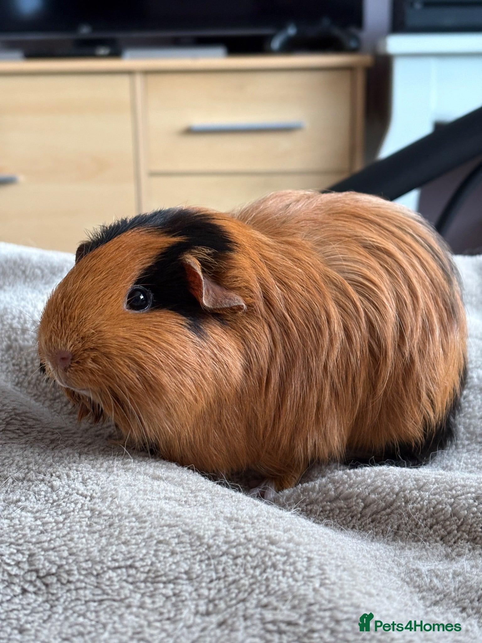 Guinea Pig rodents Female Guinea Pig  - Advert 1