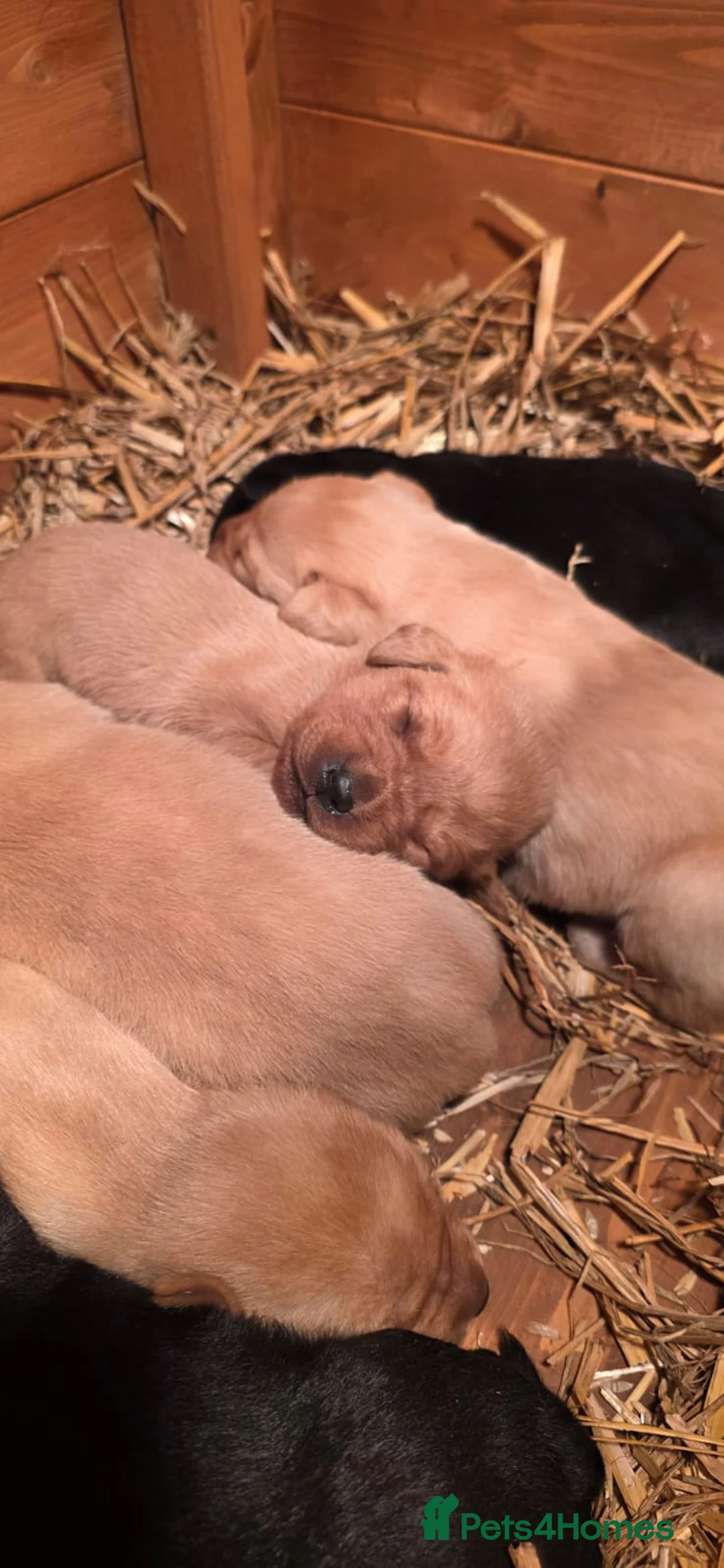 Labrador Retriever dogs for sale: Beautiful Labrador Retriever Puppies for Sale - Advert 7