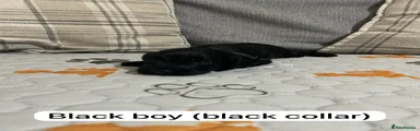 Black Collar