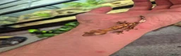 Gecko reptiles for sale: Female Crested Gecko - Advert 6