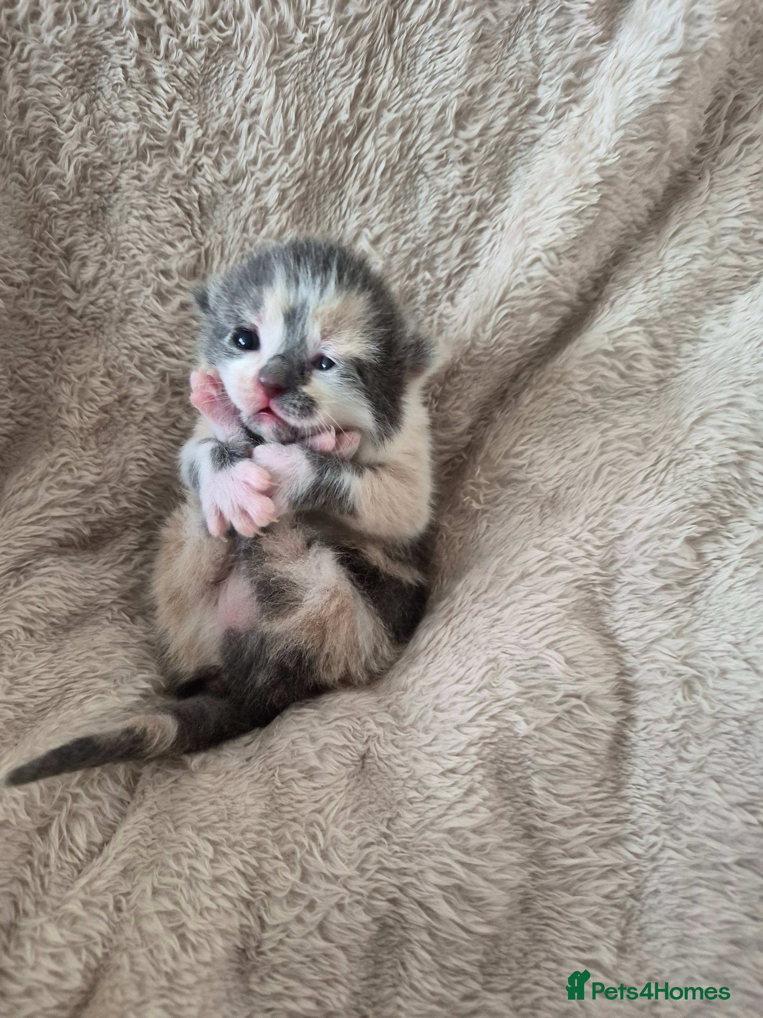 Mixed Breed cats 3 gorgeous little girls available  in Dudley - Advert 1