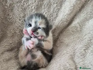 Mixed Breed cats 3 gorgeous little girls available in Dudley - Advert 1