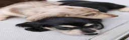 Miniature Dachshund dogs for sale: Cream dapple  - Advert 6