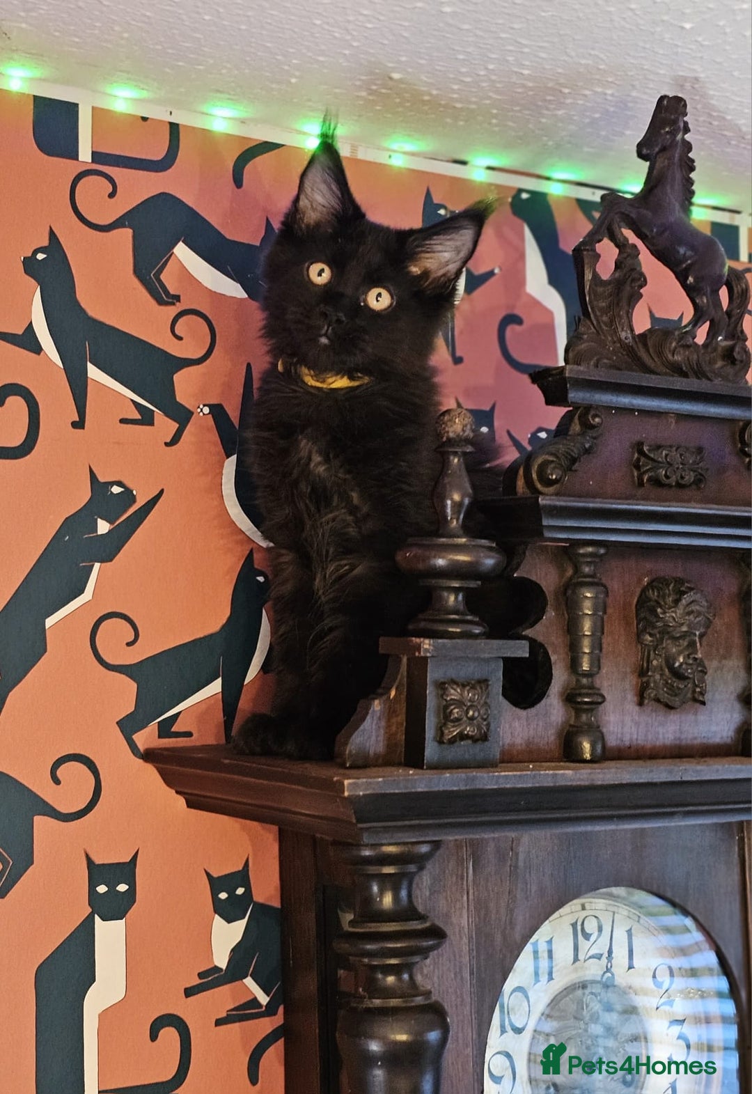 Maine Coon cats for sale: Pure breed Maine Coons Kittens  - Image 14