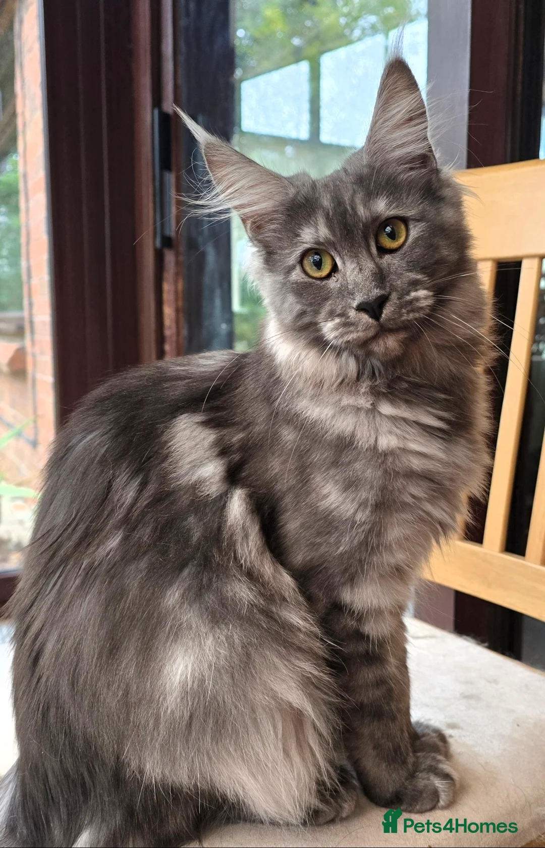 Maine Coon cats for sale: Black Smoke - Poppett - Advert 2