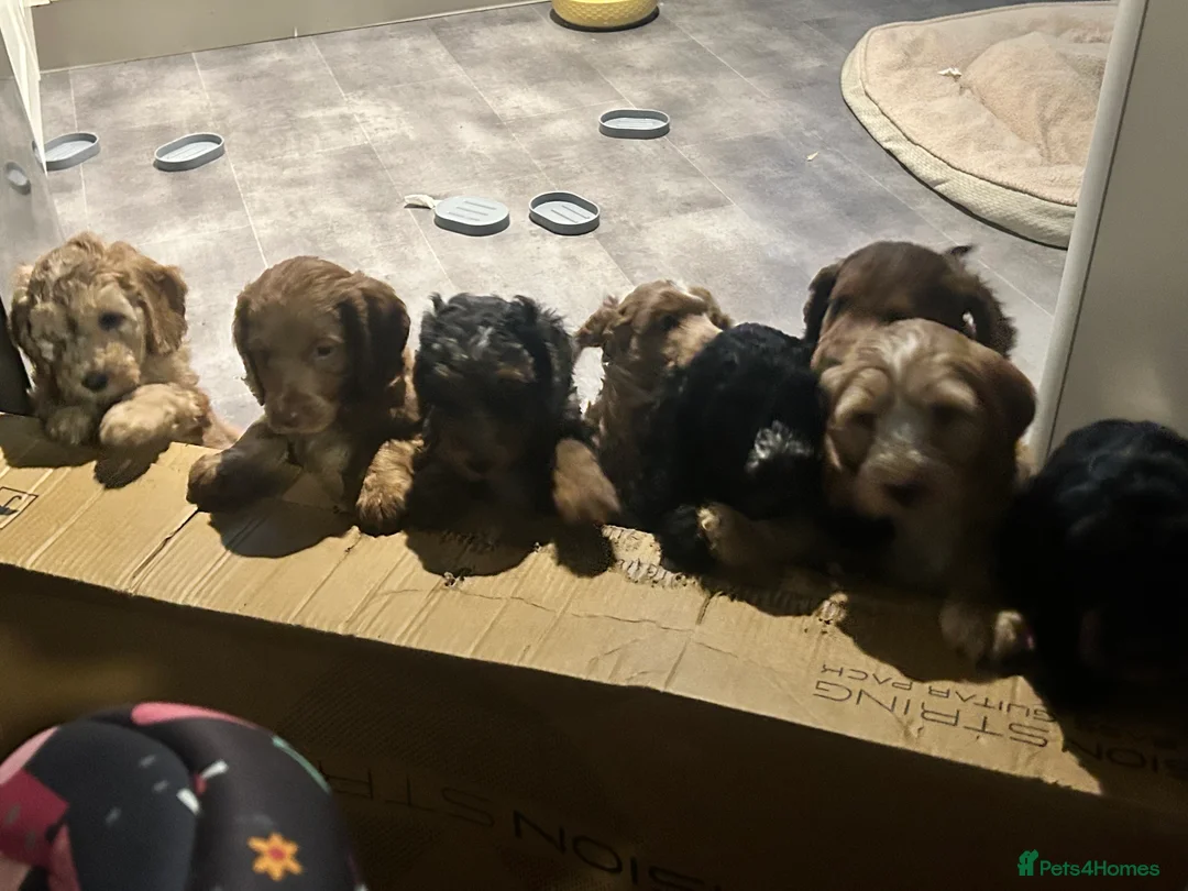 Cockapoo dogs for sale: Stunning male Merle F2 cockapoo puppy - Advert 13