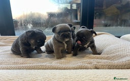 French Bulldog dogs for sale: French bulldog pups  - Advert 9