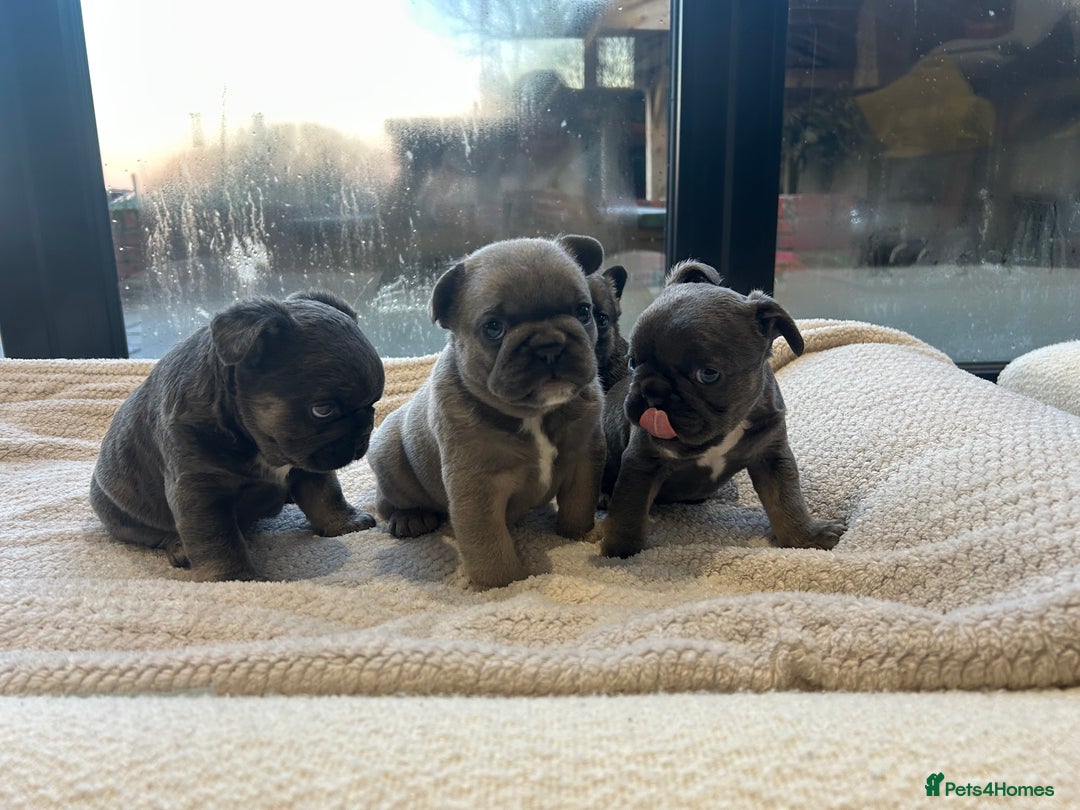French Bulldog dogs for sale: French bulldog pups  - Advert 9
