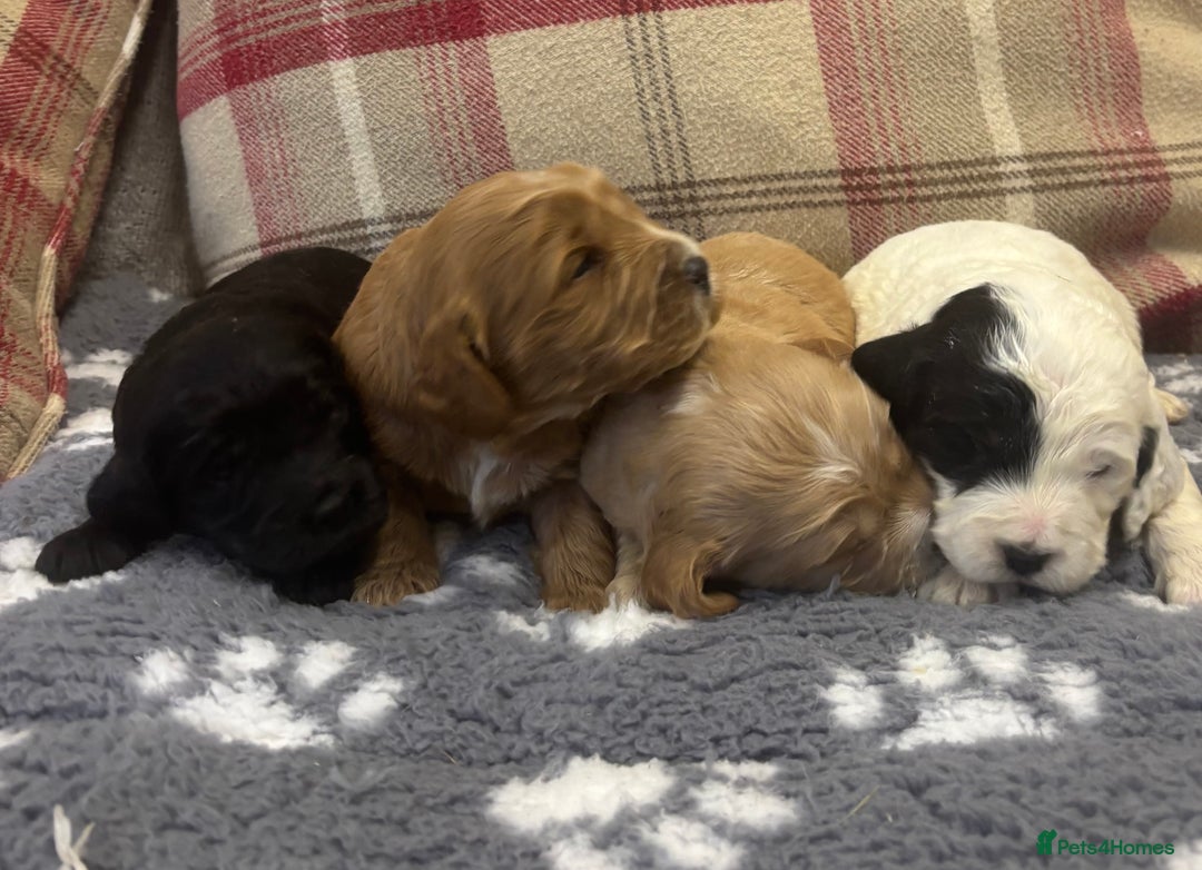 Cockapoo dogs for sale: Stunning F1 Cockapoos - Show H/Tested KC Parents!! - Advert 14